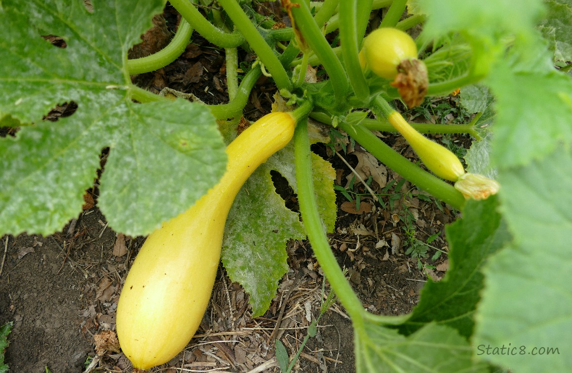 Crooknecks growing on the vine