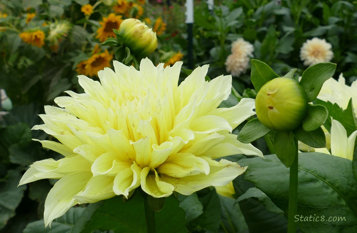 Yellow Dahlia bloom with other buds growing