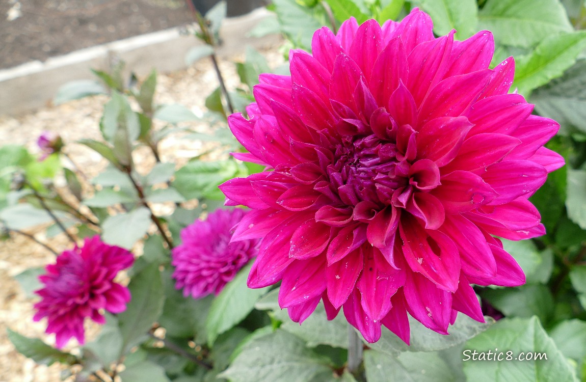 Purple Dahlia blooms