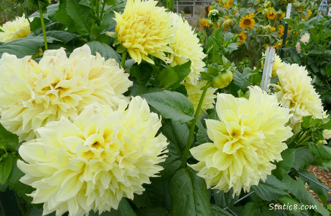 Yellow Dahlia blooms in front of sunflower blooms