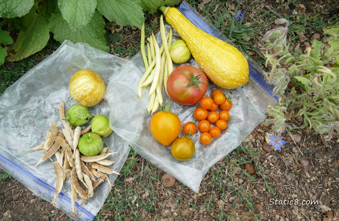 Harvested veggies laying on two ziplock bags on the ground