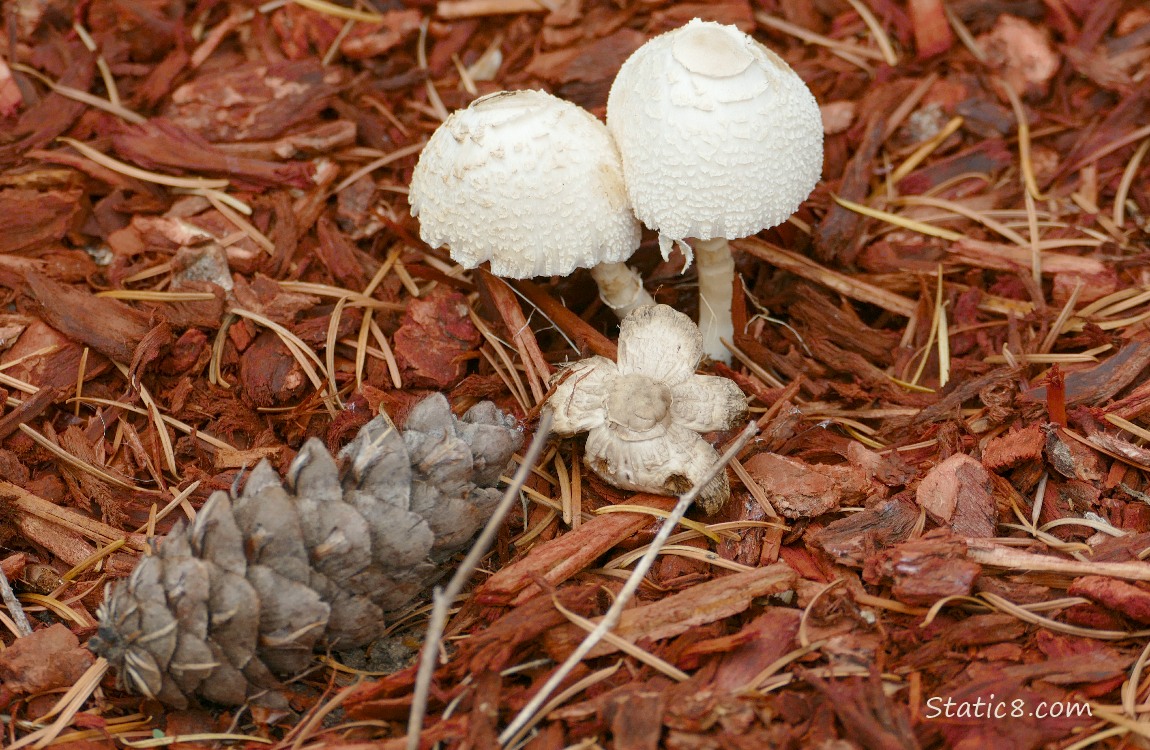 Mushrooms and a Douglas Fir cone surrounded by red wood chips