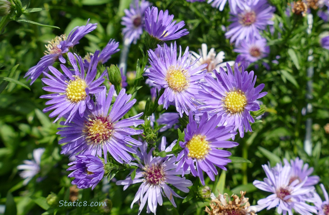 Aster blooms