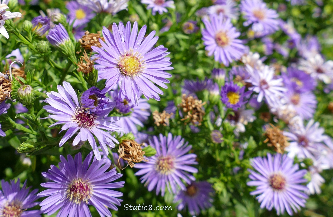 Aster blooms