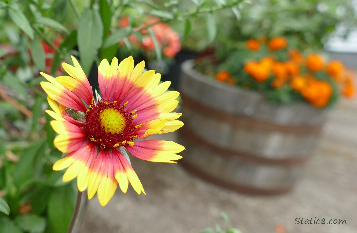 Blanket flower
