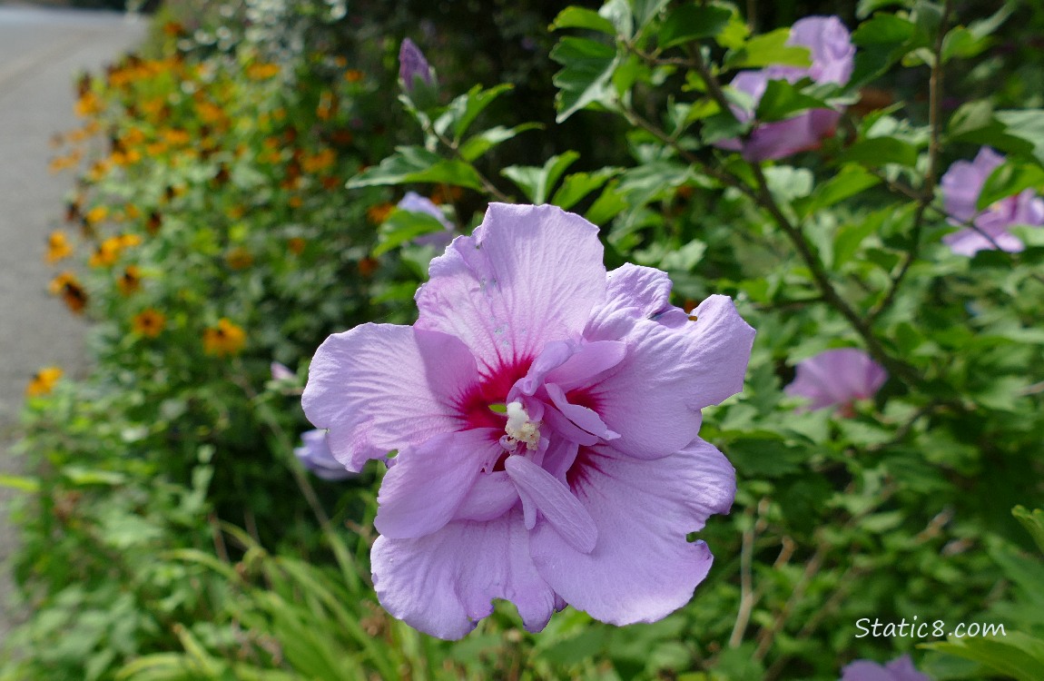 Hibiscus bloom with Black Eyed Susans in the background