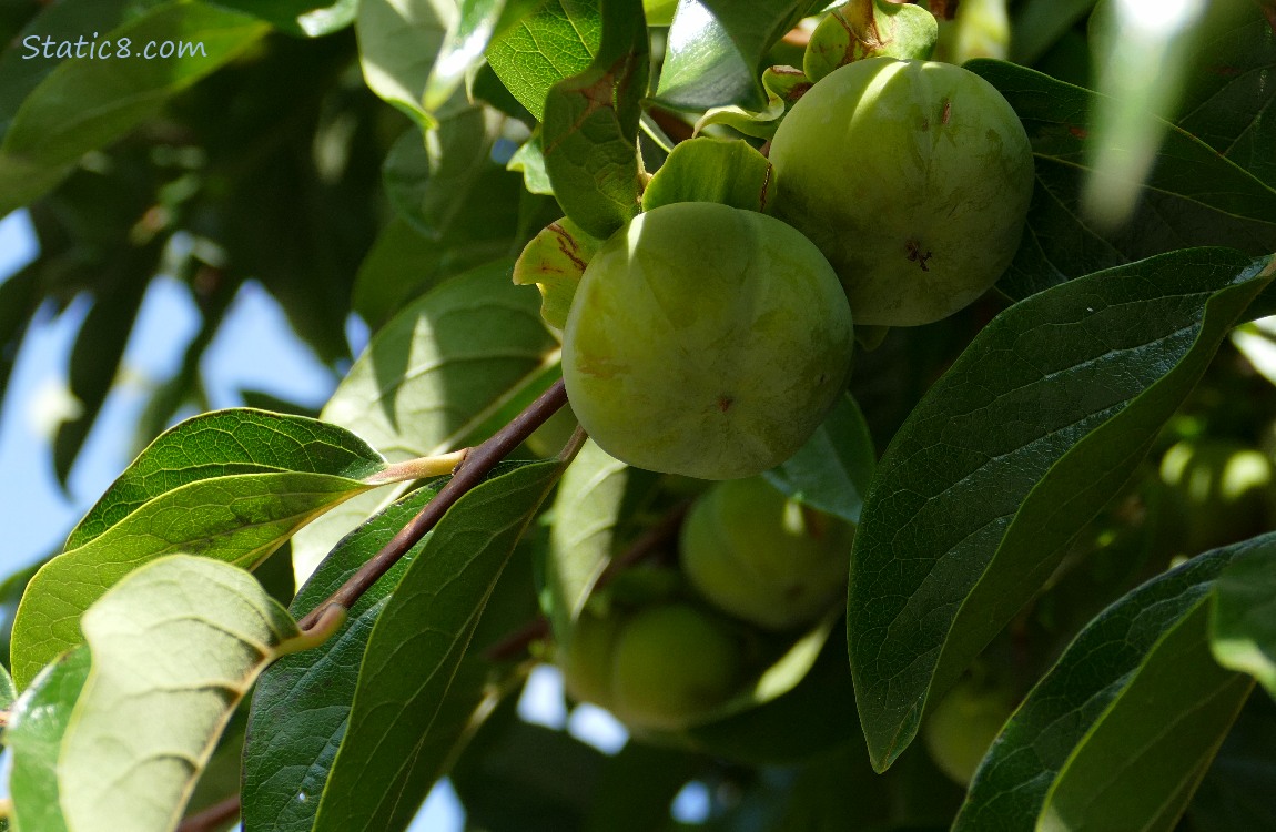 Persimmon fruits ripening on the tree