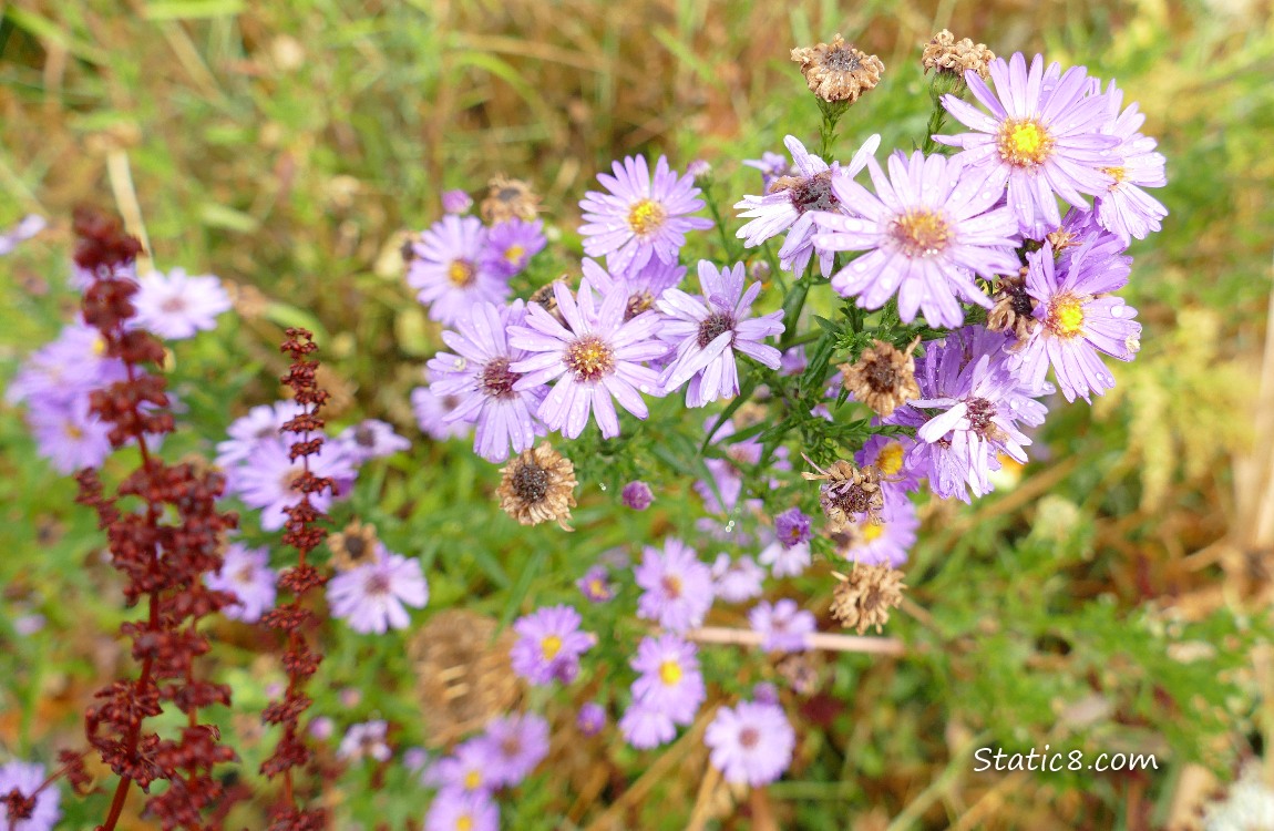 Aster blooms