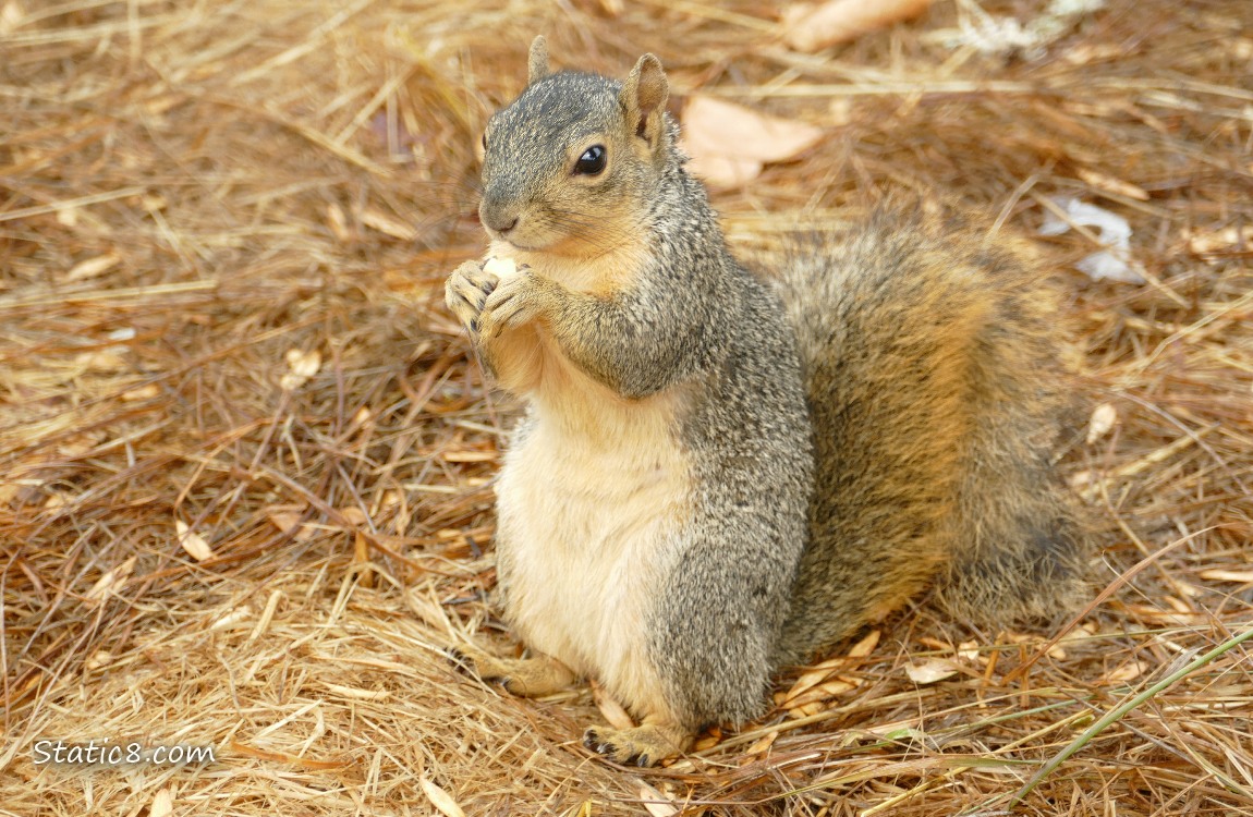Squirrel standing on the ground