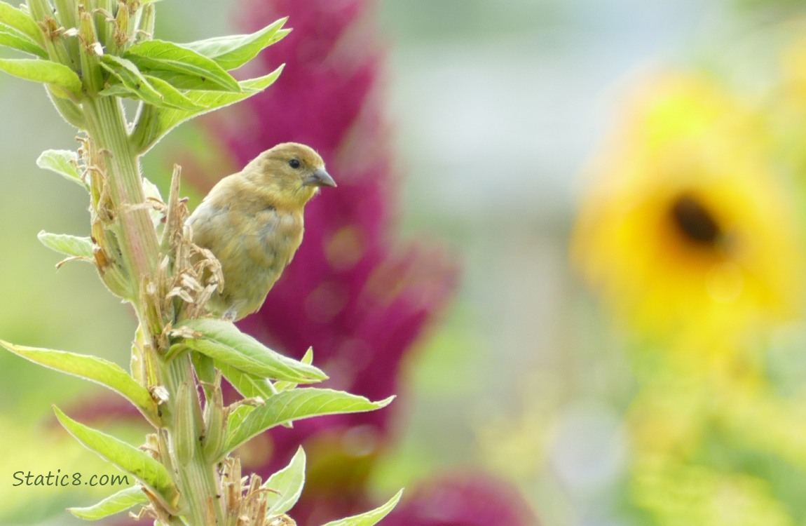 Goldfinch standing on a plant stalk