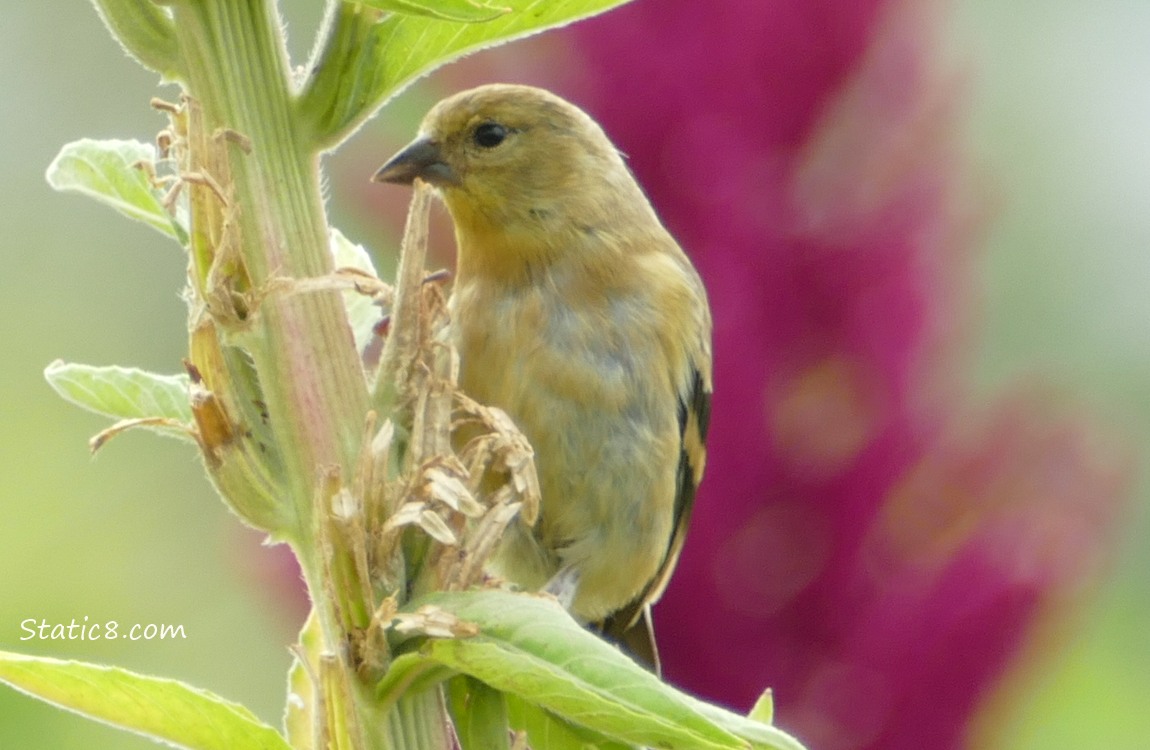 Goldfinch standing on a plant stalk