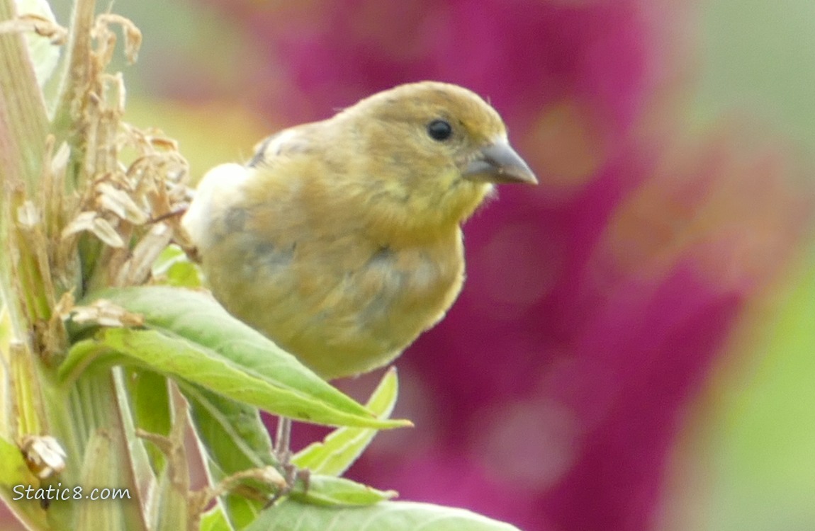 Goldfinch standing on a plant