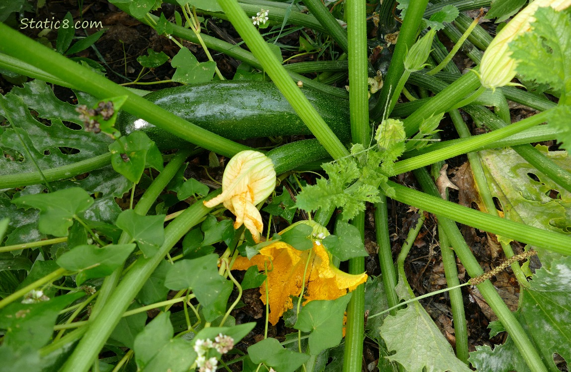 Green Zucchini fruits growing on the vine