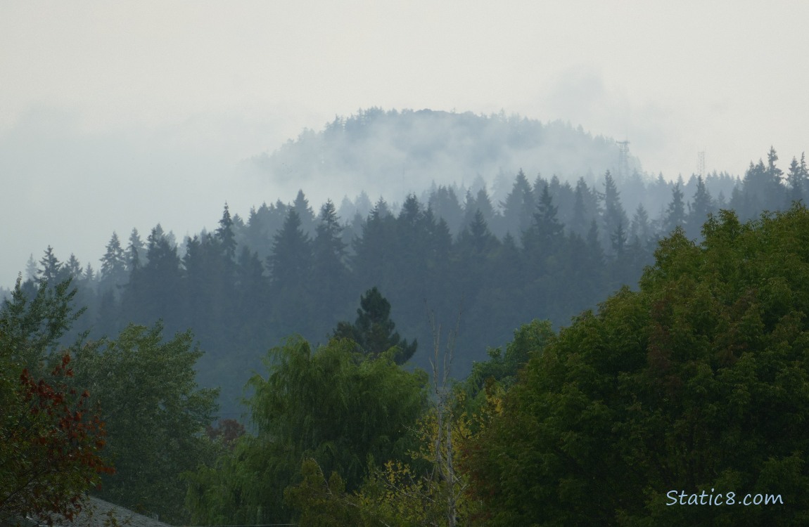 Trees on the hill which is almost covered in fog