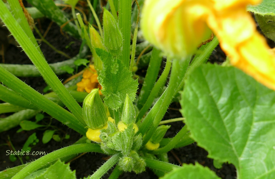 Tiny Patty Pan fruits growing on the vine