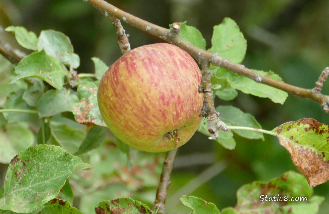 Apple ripening on the tree