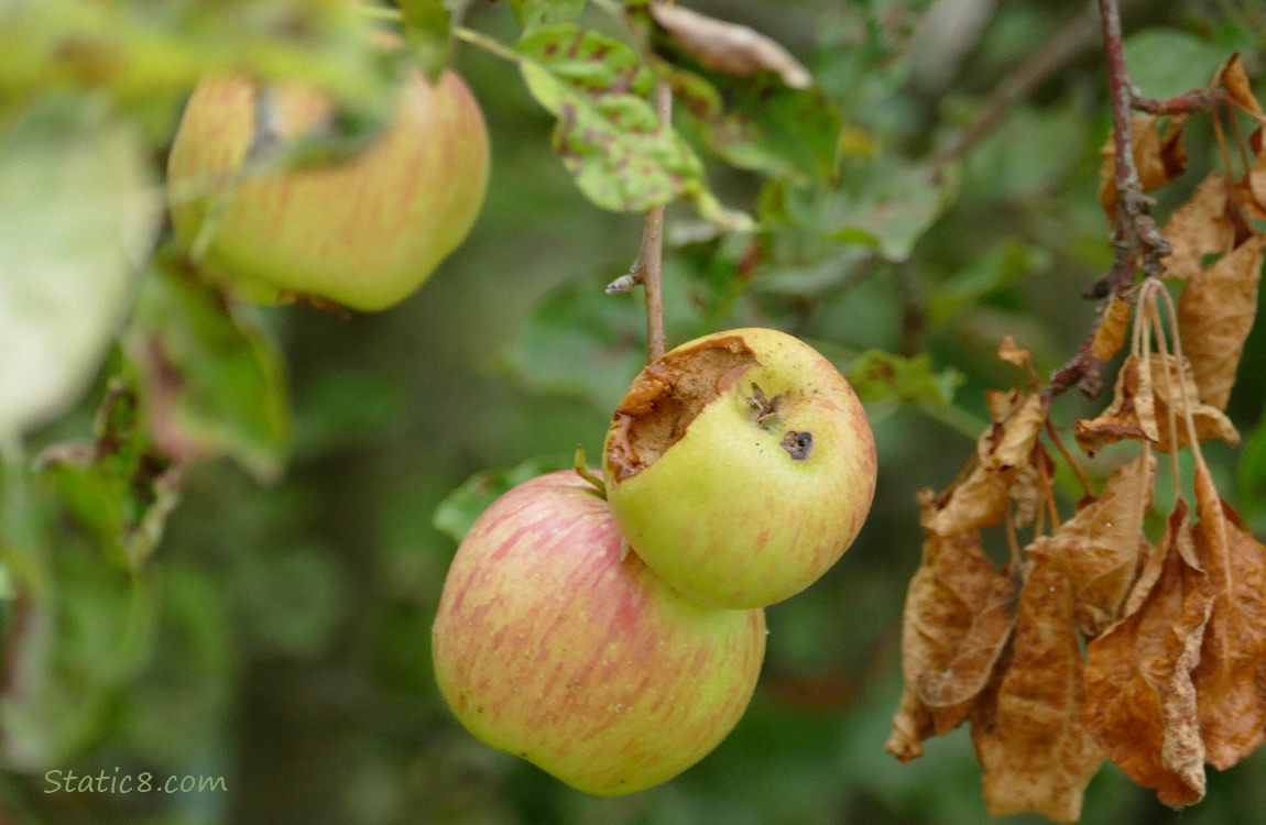 Apples ripening on the tree, one has been munched by squirrels