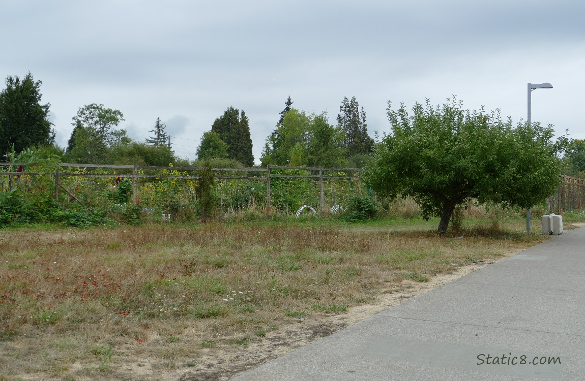 Community Garden surrounded by a tall wood and wire fence