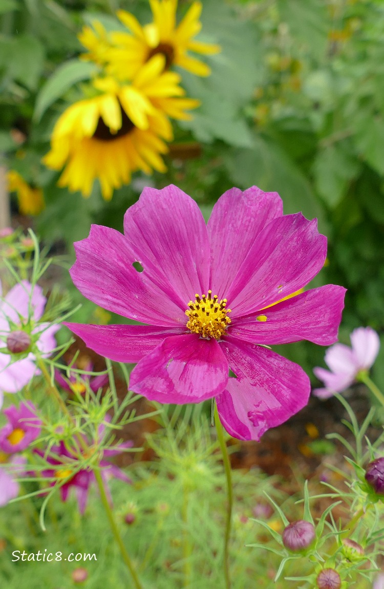 Red violet Cosmos bloom