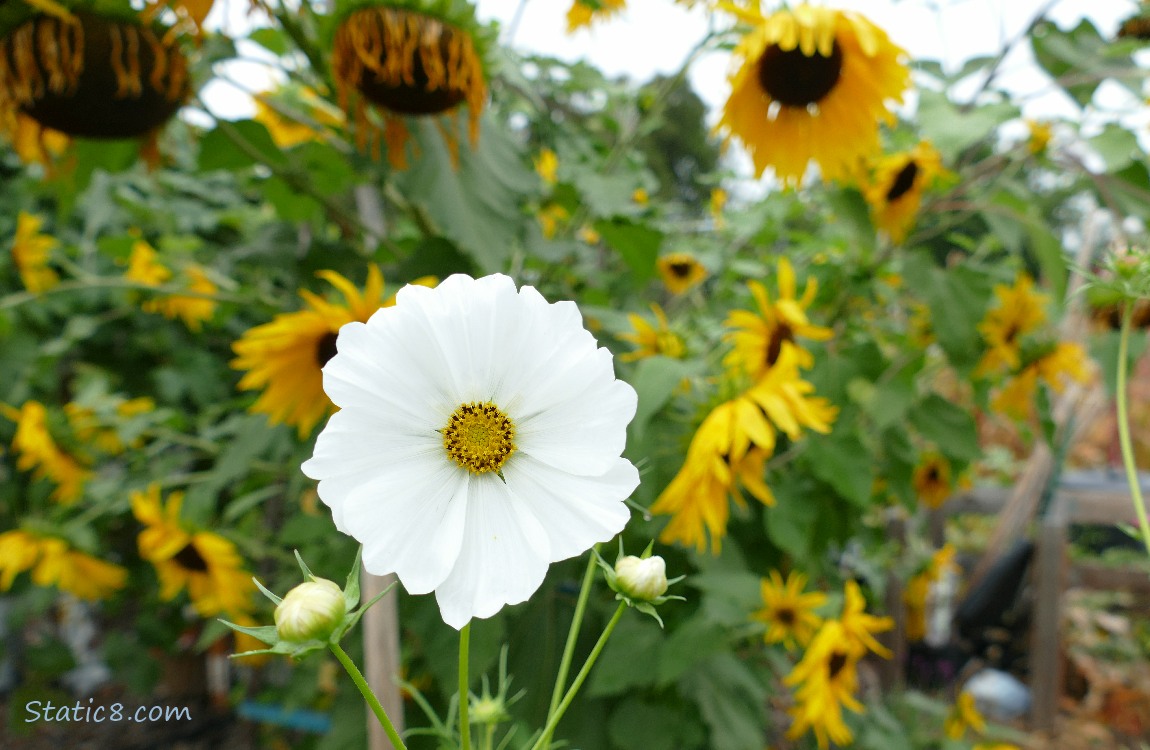 White Cosmos bloom in front of sunflower blooms