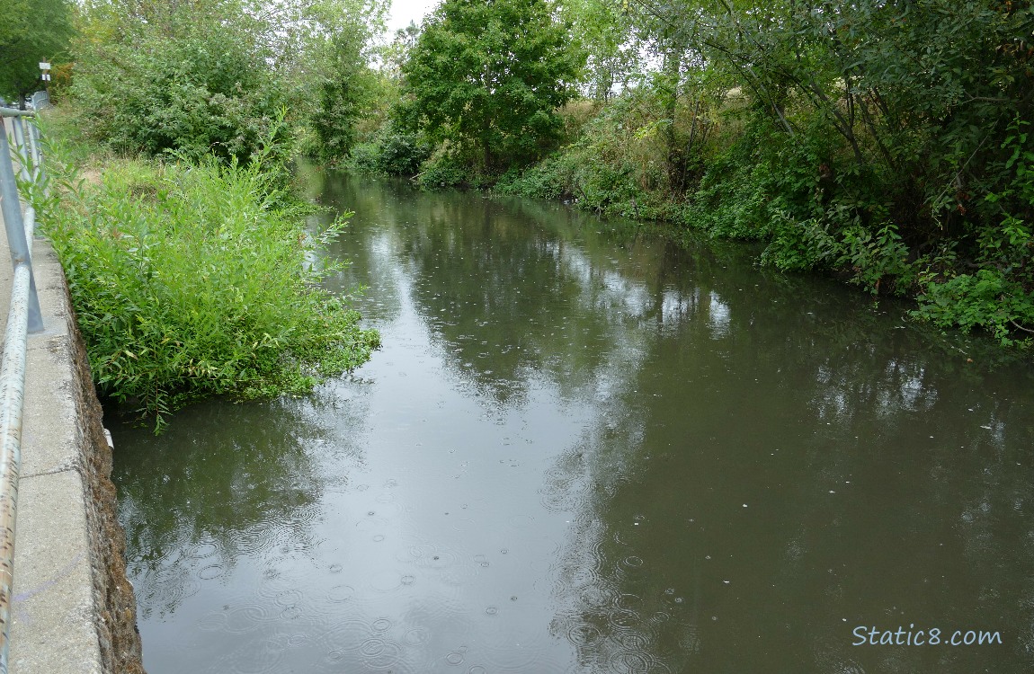 Creek surrounded by shubbery