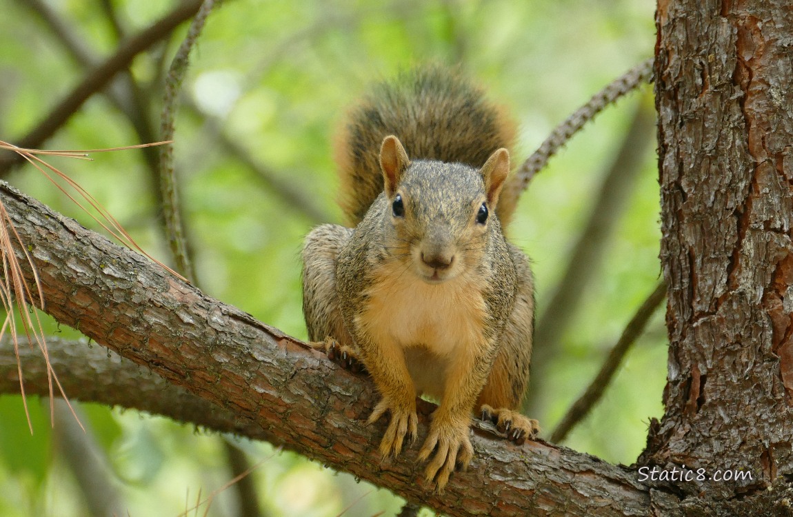 Squirrel standing on a pine tree branch