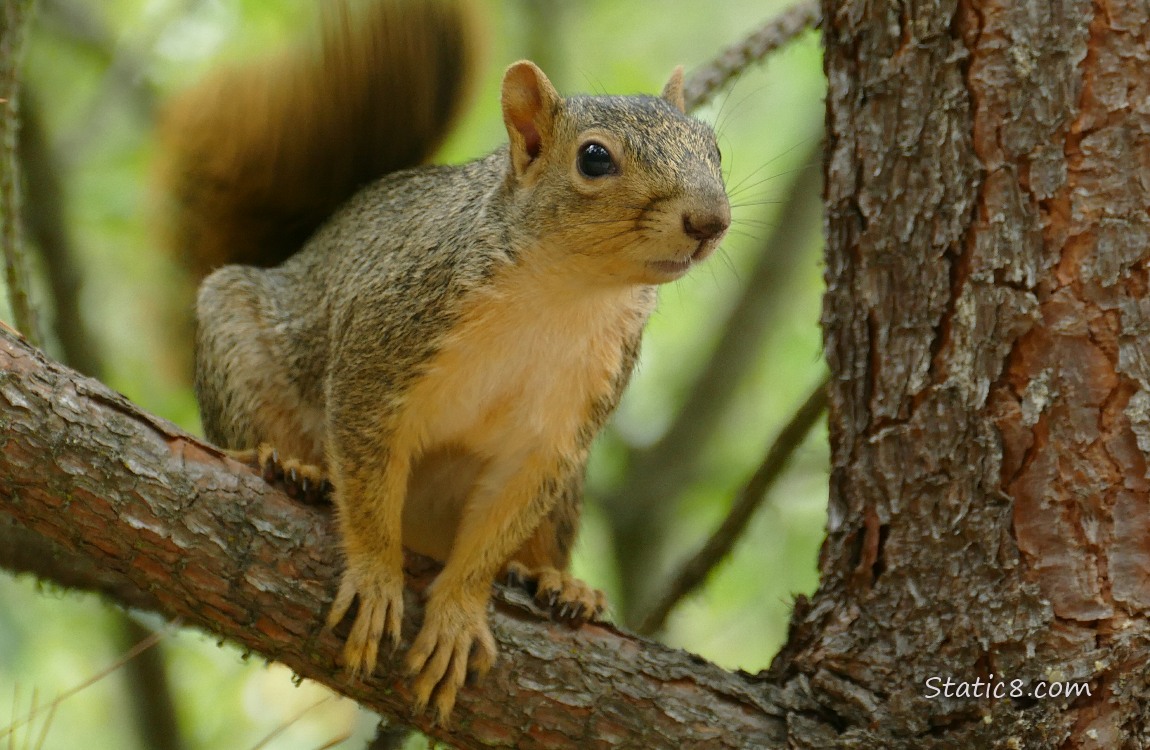 Squirrel standing on a pine tree branch