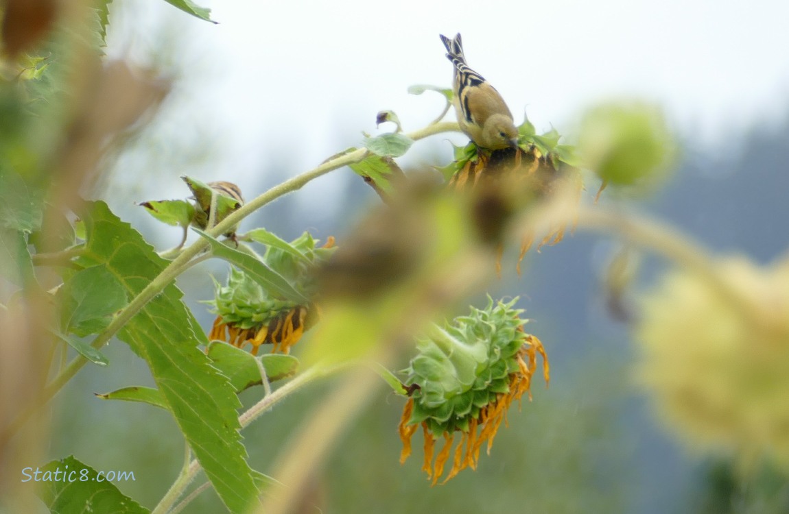 Goldfinches on a Sunflower plant, with a blur in the middle