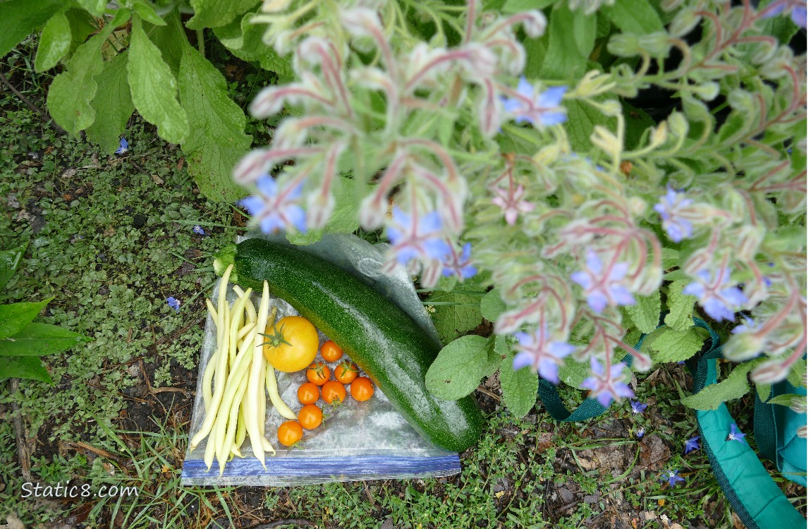 Harvested veggies surrounded by Borage plants