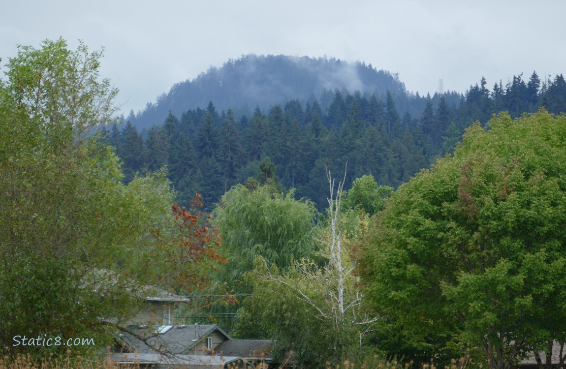 trees on the hill in the distance