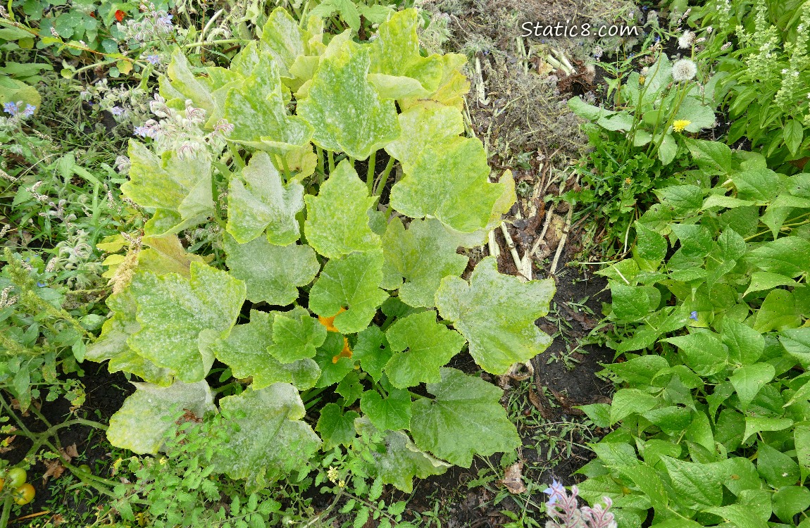 Squash plant with mildew