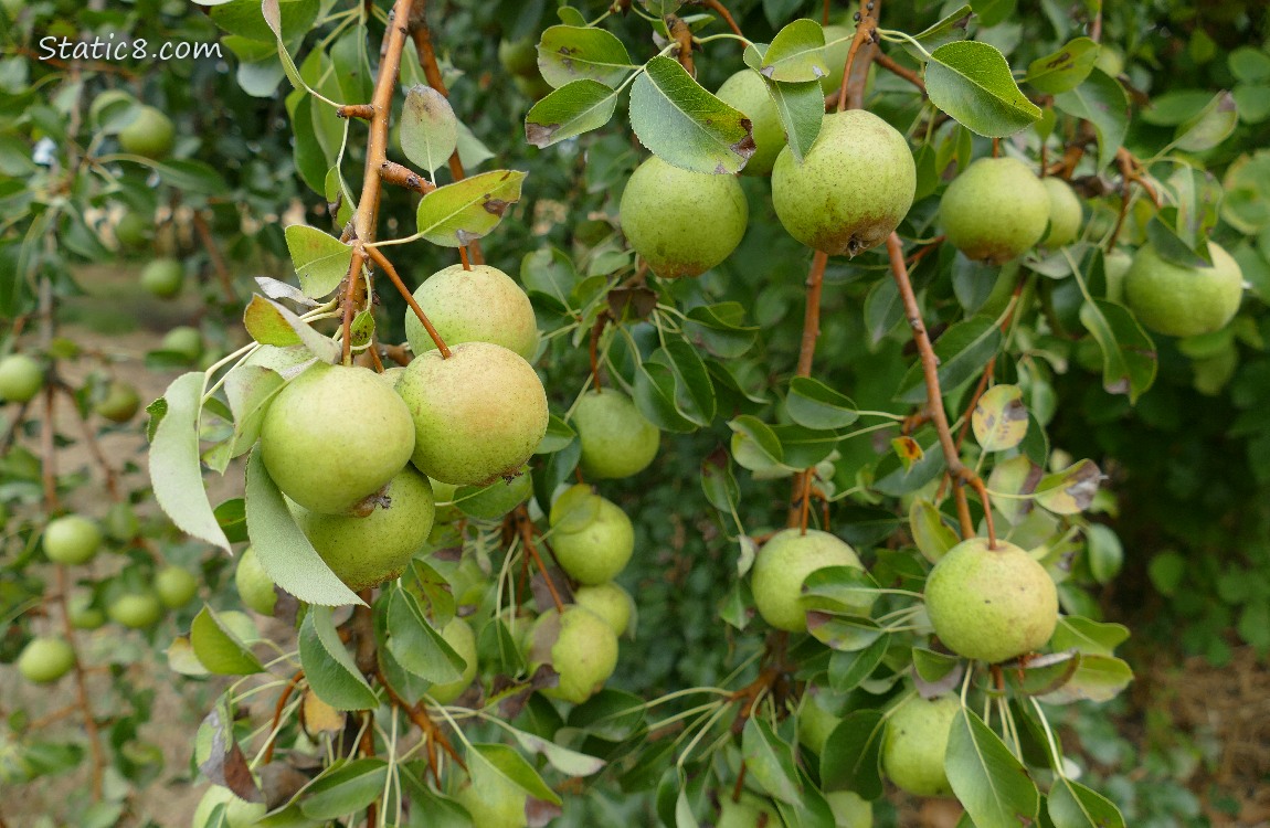 Pears ripening on the tree