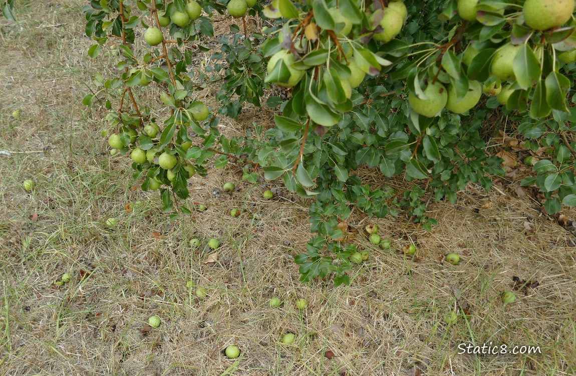 Pears fallen under the tree
