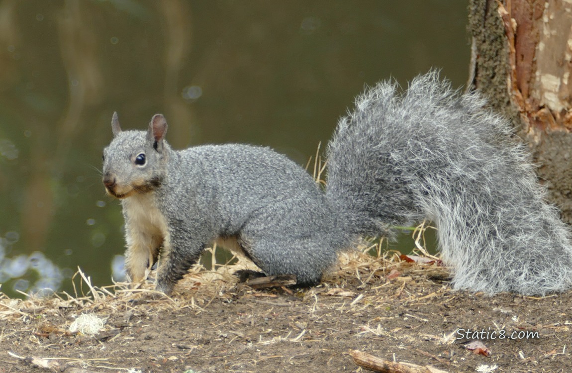 Western Grey Squirrel standing on the bank of the creek, water in the background