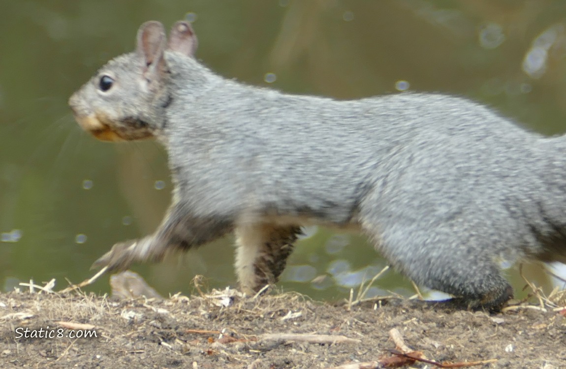 Western Grey squirrel runs away