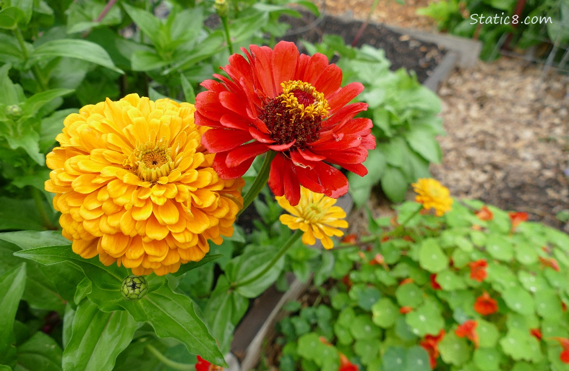 Yellos and Red Zinnias with red Nasturtium blooms in the background