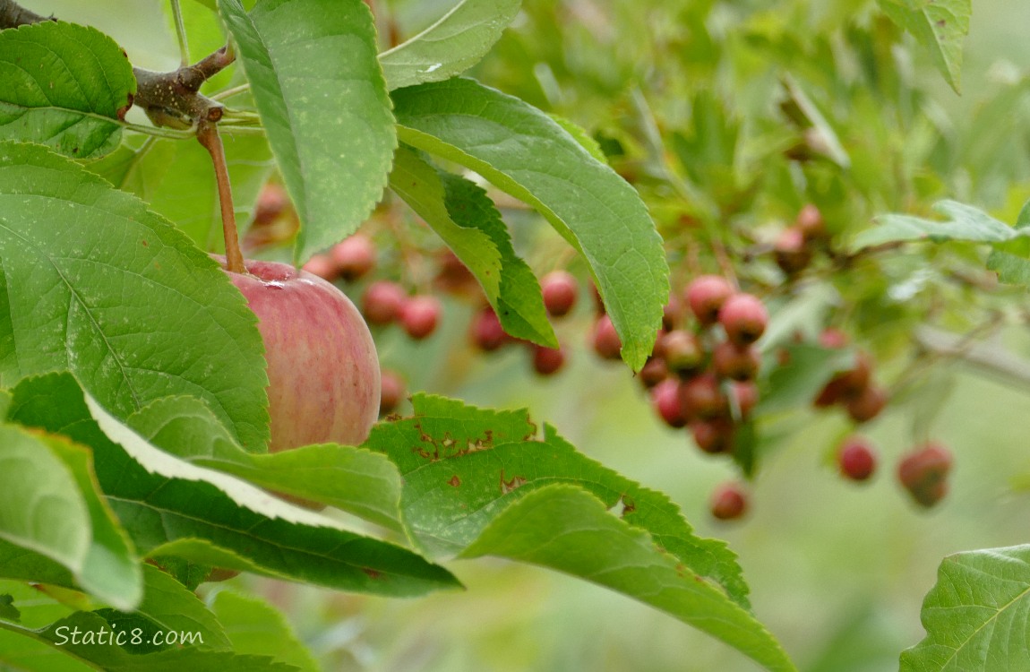 Ripening apple behind some leaves with Hawthorn pomes in the background