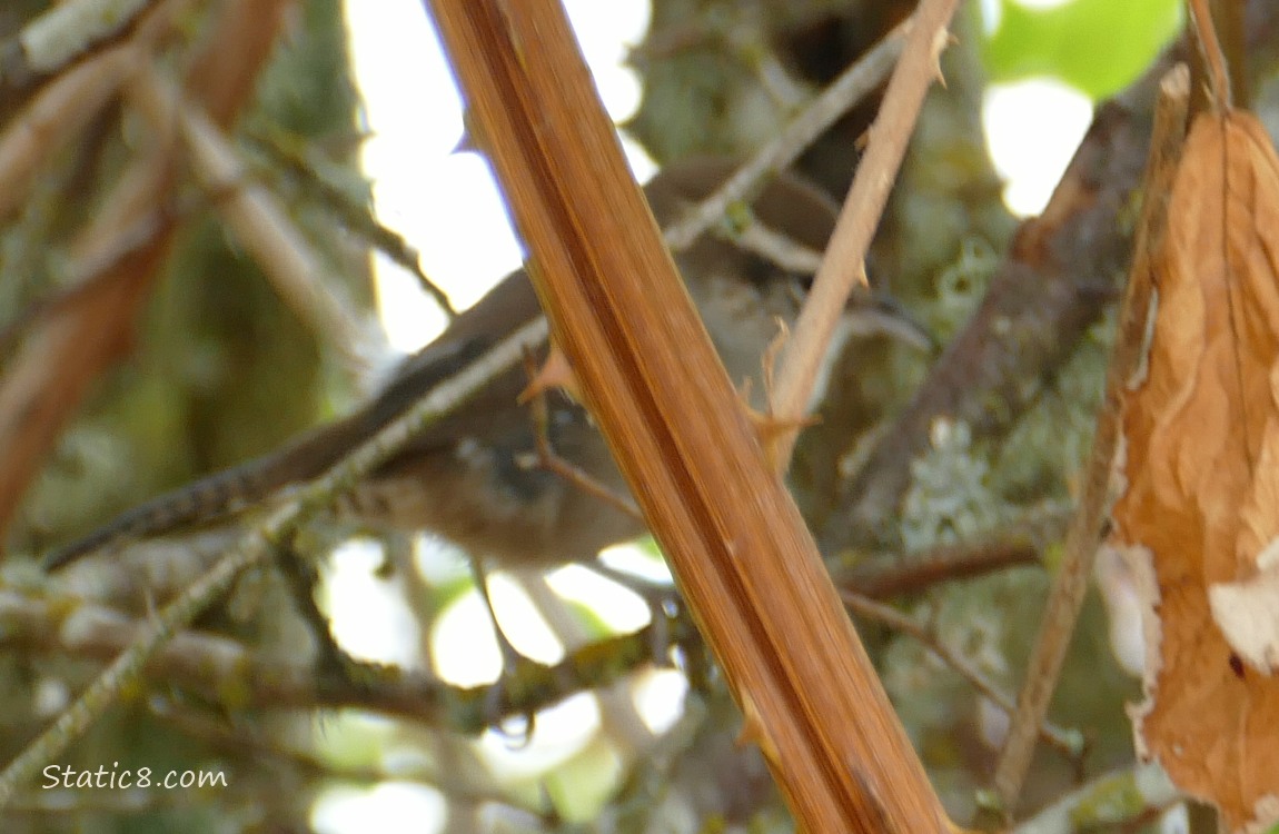 Blurry Bewick Wren behind a thorny branch
