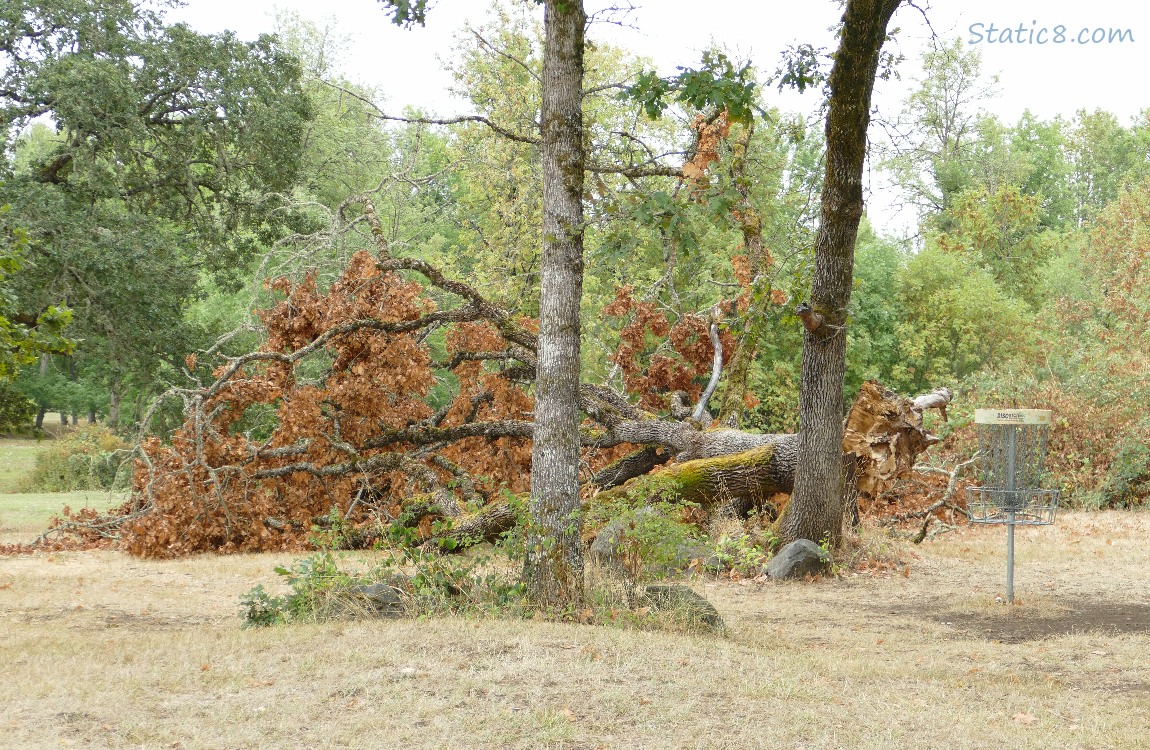 Fallen Oak tree with a Frisbee golf target
