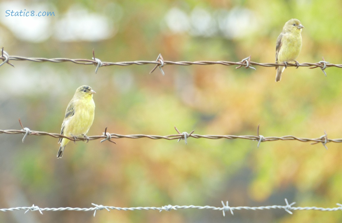 Two Goldfinches standing on a barbed wire fence