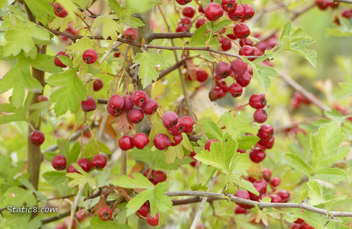 Red hawthorn fruits ripening on the tree