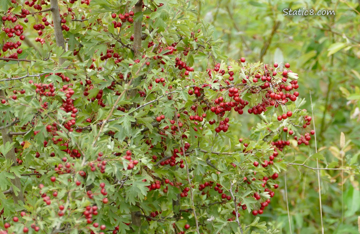 Red hawthorn pomes ripening on the tree