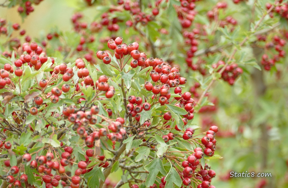 Red hawthorn fruits ripening on the tree