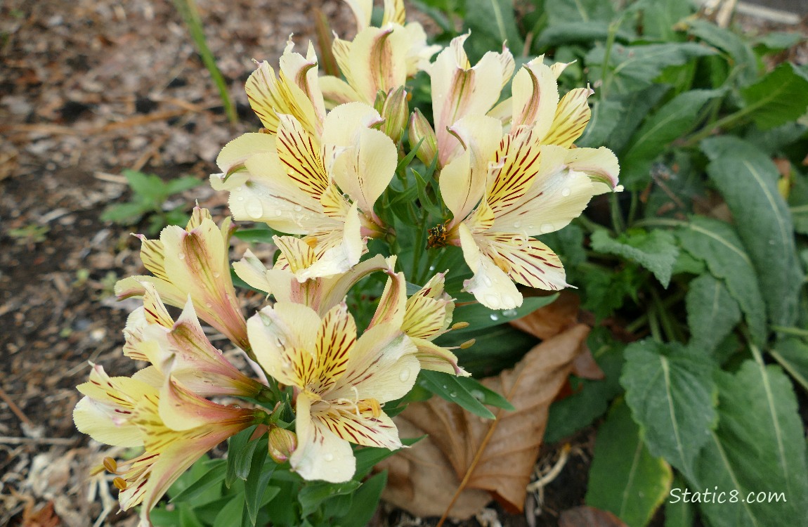 Yellow lily type blooms
