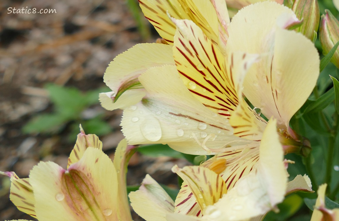 Yellow lily type flower