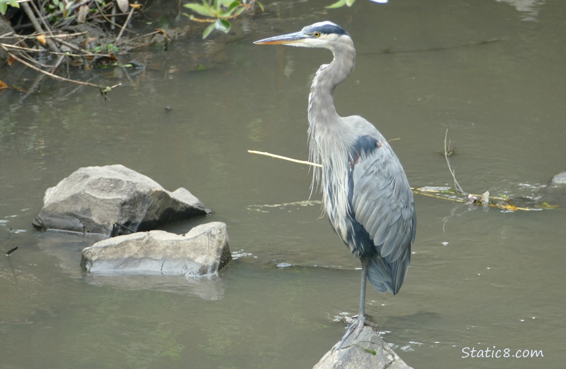 Great Blue Heron standing on a rock in the water