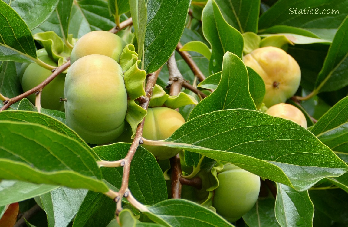 Persimmons ripening on the tree
