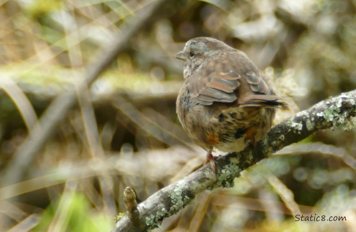 Song Sparrow standing on a stick, turned away