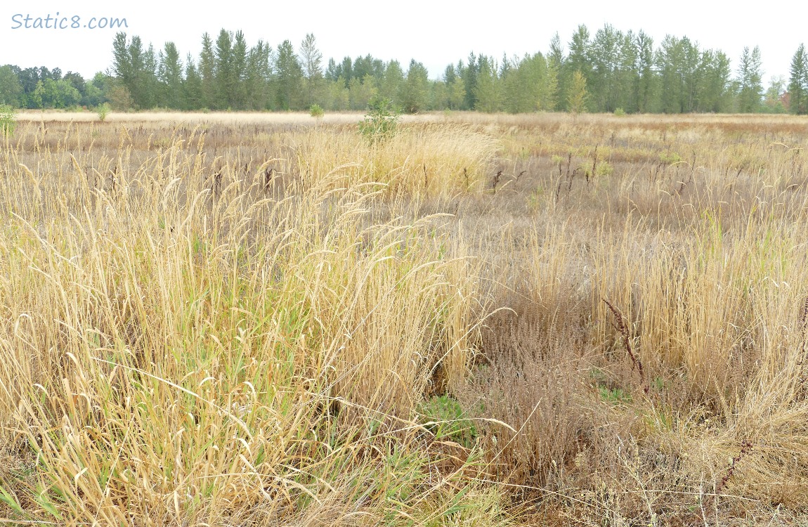 Prairie land with trees in the distance