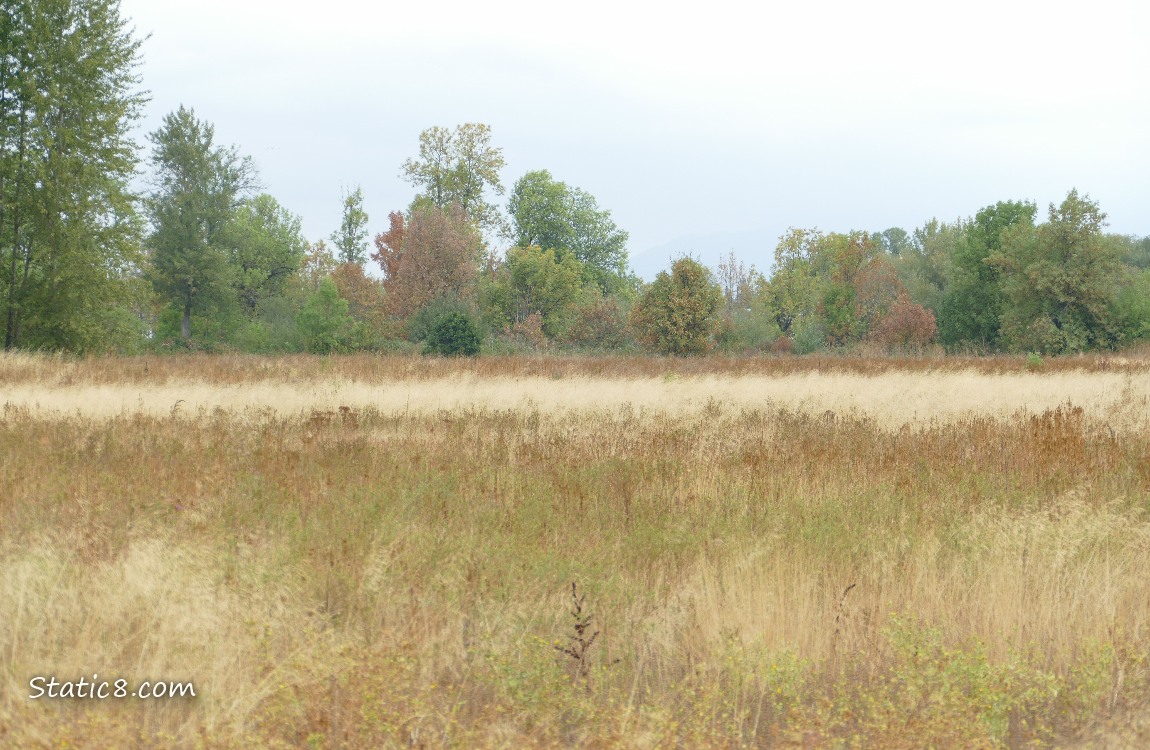 Grass lands with trees in the background